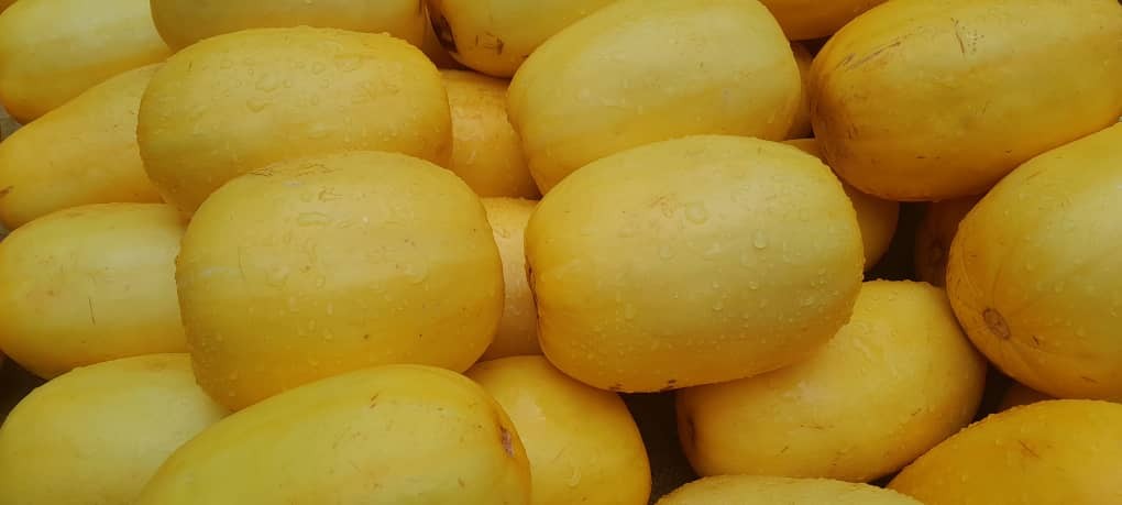Golden Melon